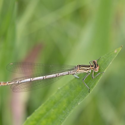 šidélko brvonohé ♀ (2019)