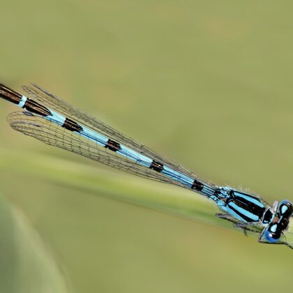 šidélko kroužkované ♂ (2012)
