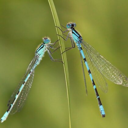 šidélko kroužkované ♂ (2012)