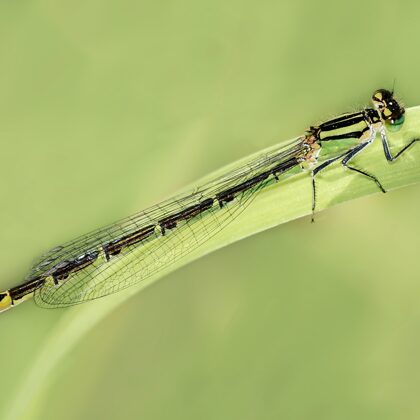 šidélko kroužkované ♀ (2012)