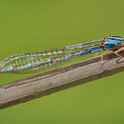 šidélko kroužkované ♀ (2013)