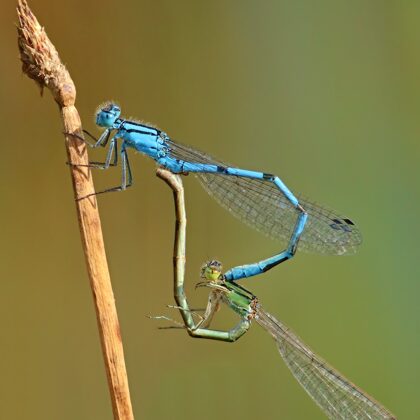 šidélko kroužkované ♂ + ♀ (2013)