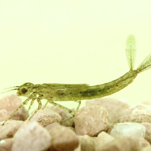 šidélko páskované - larva (2014)