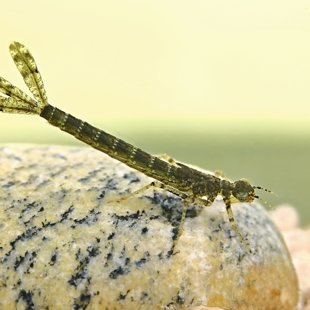 šidélko rudoočko - larva (2015)