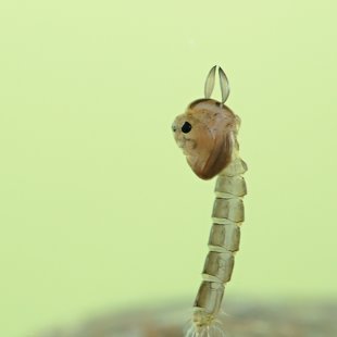 larva komára (2014)