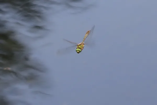 lesklice měděná ♂ (2016)