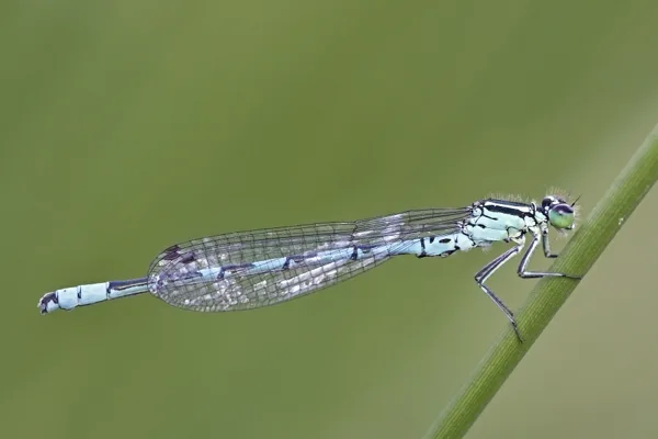 šidélko kopovité ♂ (2016)