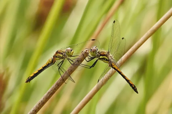 vážka tmavá ♂ + ♀ (2019)