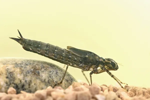 Šídlo modré - larva (2015)