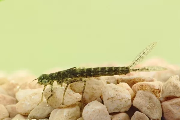 Šidélko malé - larva (2014)