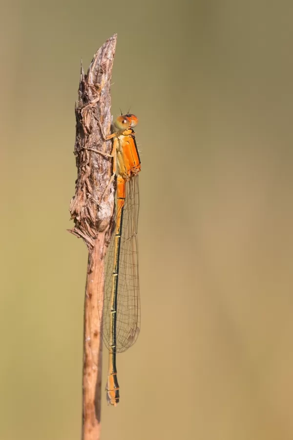 Šidélko malé - juvenilní ♀ (2013)