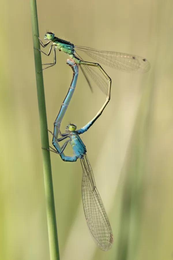 Šidélko malé ♂ + ♀ (2014)
