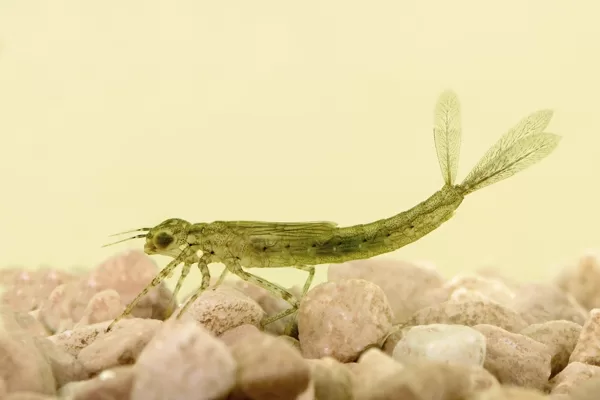 Šidélko páskované - larva (2014)