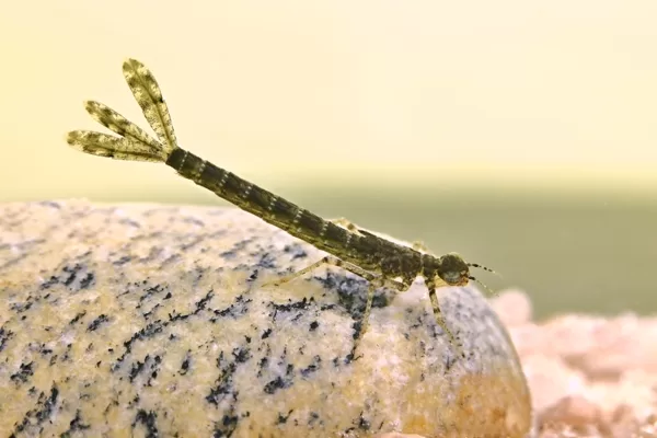 Šidélko rudoočko - larva (2015)