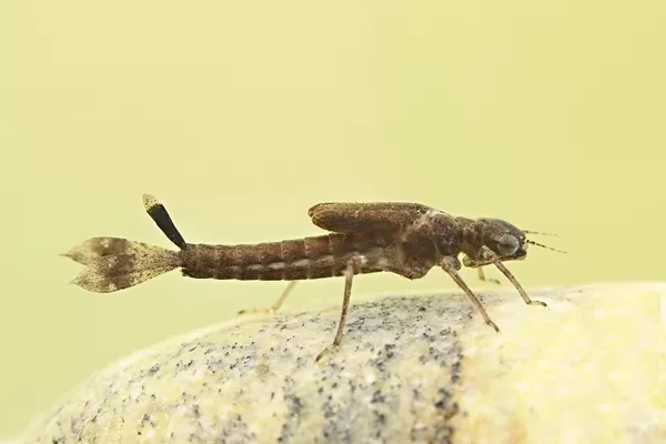 Šidélko ruměnné - larva (2015)