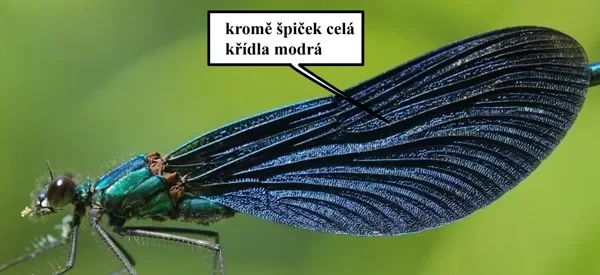 Motýlice obecná ♂