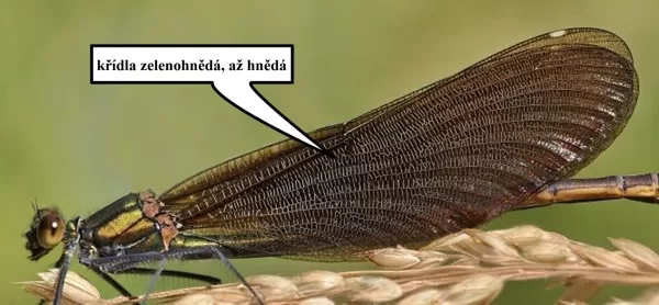 Motýlice obecná ♀