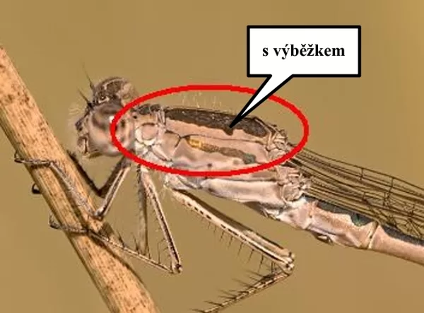 Šídlatka kroužkovaná