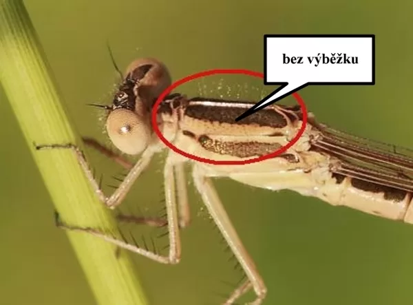 Šídlatka hnědá