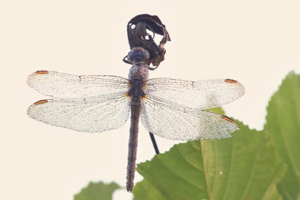 vážka žlutoskvrnná ♀ (2016)