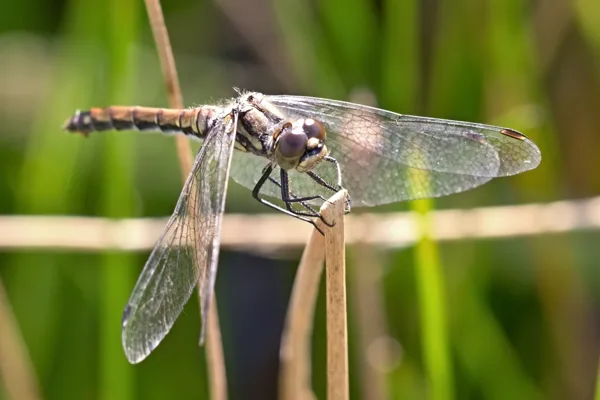 vážka tmavá ♀ (2016)