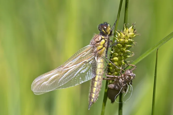 vážka čtyřskvrnná ♀ (2019)