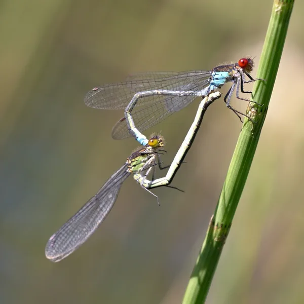 šidélko rudoočko ♂ + ♀ (2017)