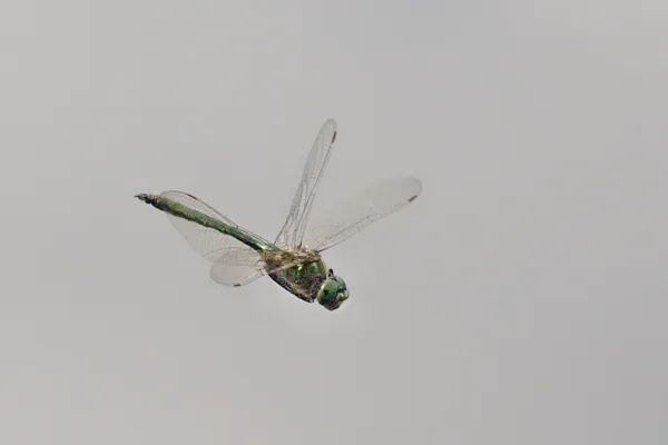lesklice zelenavá ♂ (2016)
