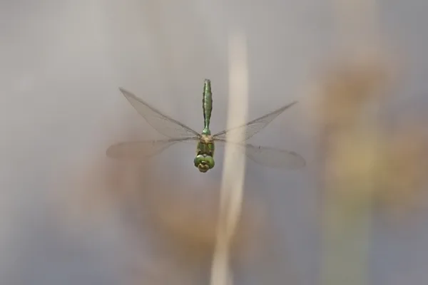 lesklice zelenavá ♂ (2016)