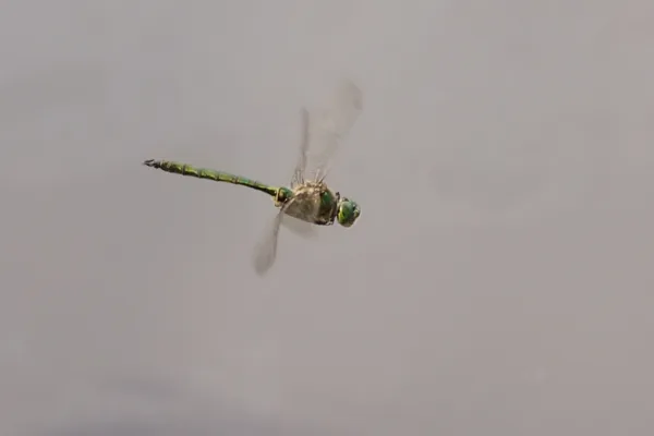 lesklice zelenavá ♂ (2016)