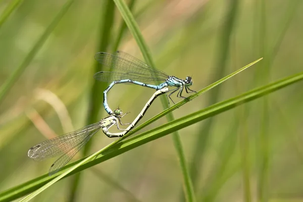 šidélko kopovité ♂ + ♀ (2019)