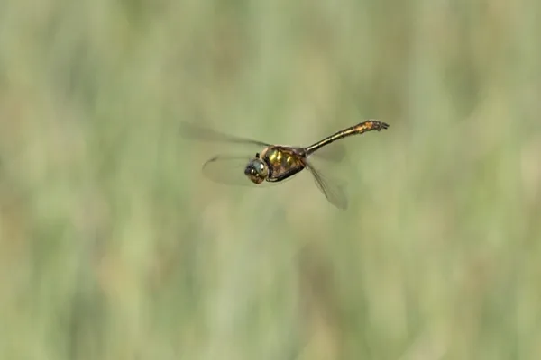 lesklice měděná ♂ (2016)