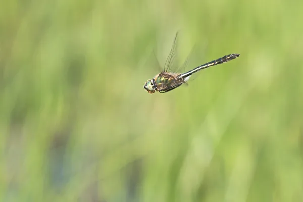 lesklice měděná ♂ (2019)