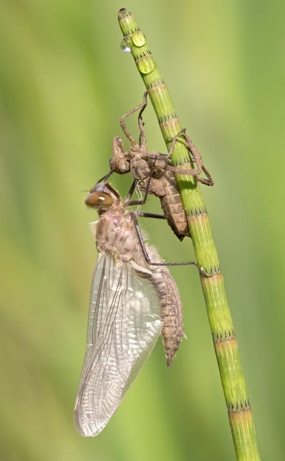 lesklice měděná ♀ (2017)