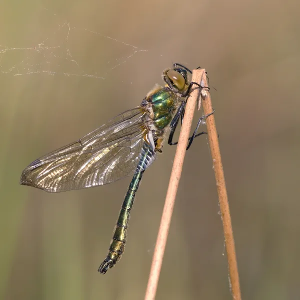 lesklice měděná ♂ (2018)