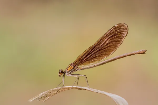 Beautiful Demoiselle ♀ (2015)