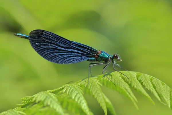 Beautiful Demoiselle ♂ (2015)