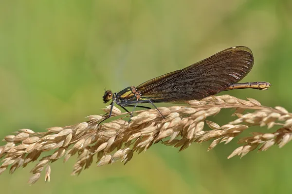 Beautiful Demoiselle ♀ (2015)