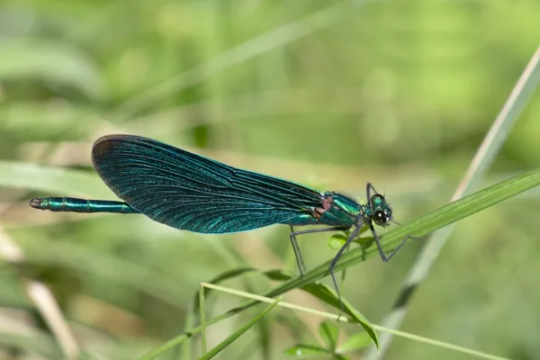 Beautiful Demoiselle ♂ (2015)