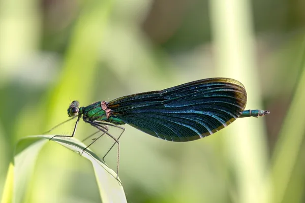 Beautiful Demoiselle ♂ (2016)