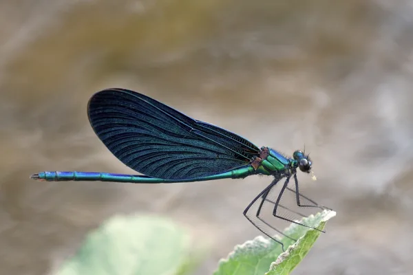 Beautiful Demoiselle ♂ (2015)