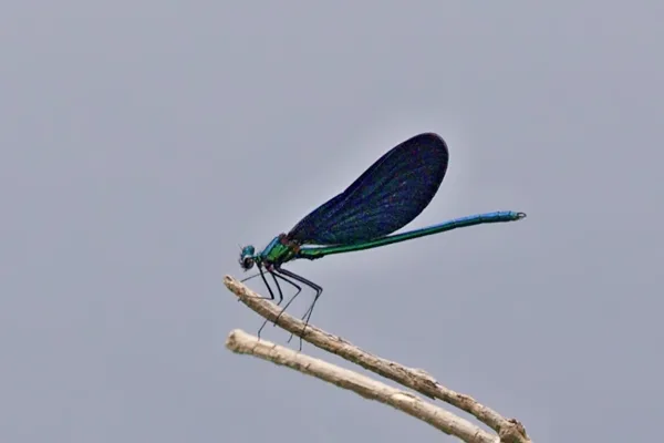 Beautiful Demoiselle ♂ (2015)