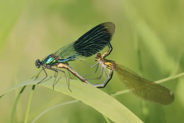 Banded demoiselle ♂ + ♀ (2013)