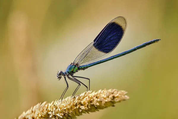 Banded demoiselle ♂  (2015)