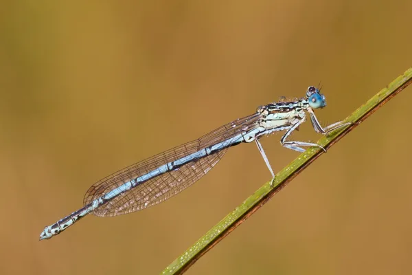 White-legged Damselfly ♂ (2016)