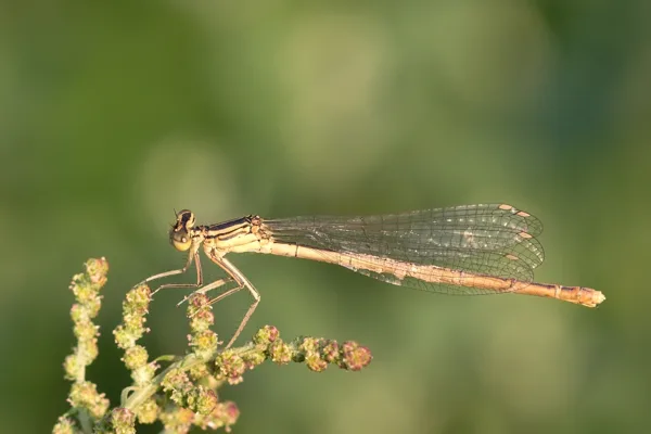 White-legged Damselfly ♀ (2015)