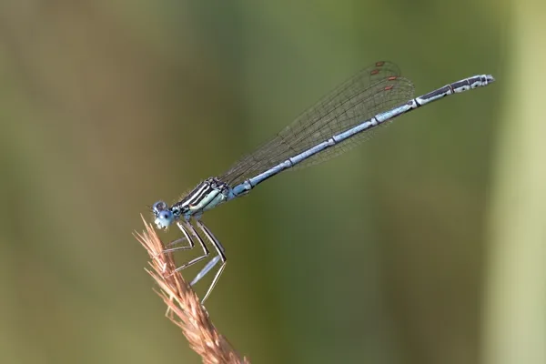 White-legged Damselfly ♂ (2015)