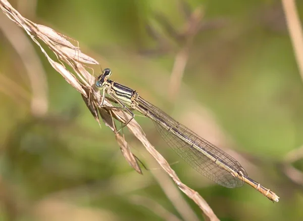 White-legged Damselfly ♀ (2016)