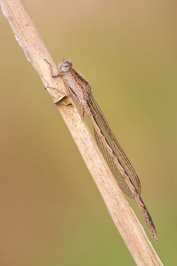 Siberia Winter Damselfly ♂ (2016)