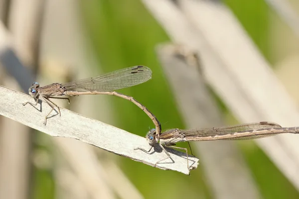 Siberia Winter Damselfly ♂  + Common Winter Damselfly ♀(2014)